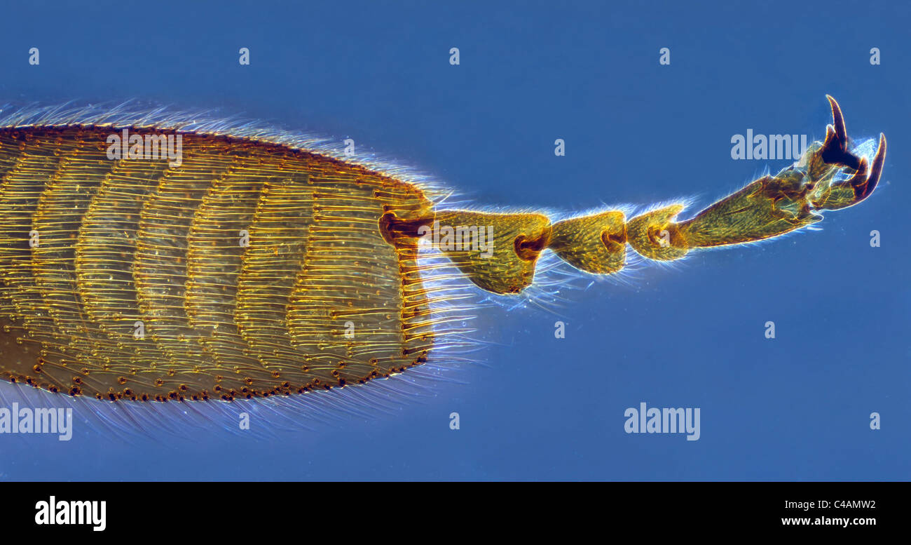 Mikroskopische Bild der Biene Bein isoliert auf blauem Hintergrund Stockfoto