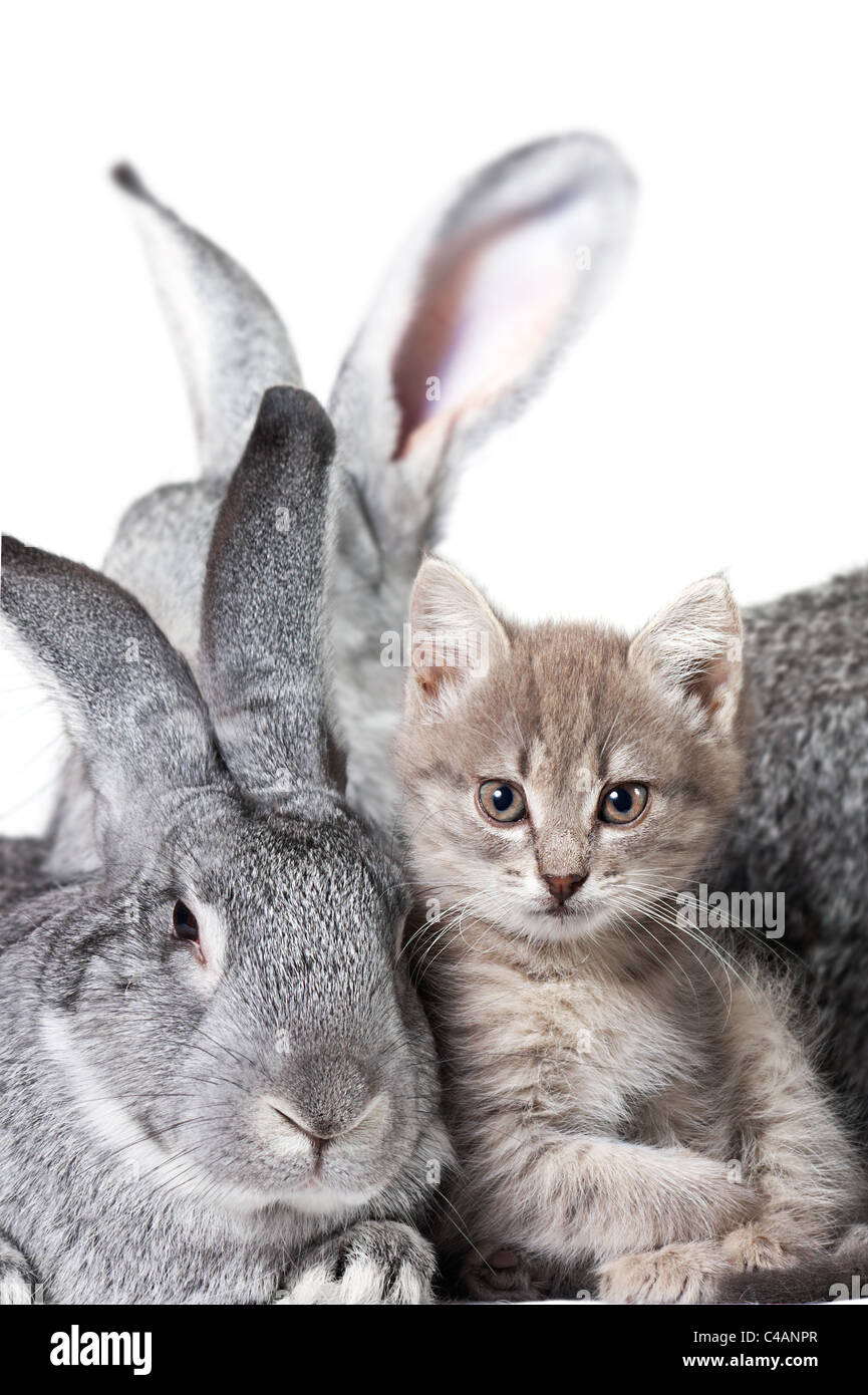 Bild der graue Kaninchen mit niedlichen Kätzchen in der Nähe von Stockfoto