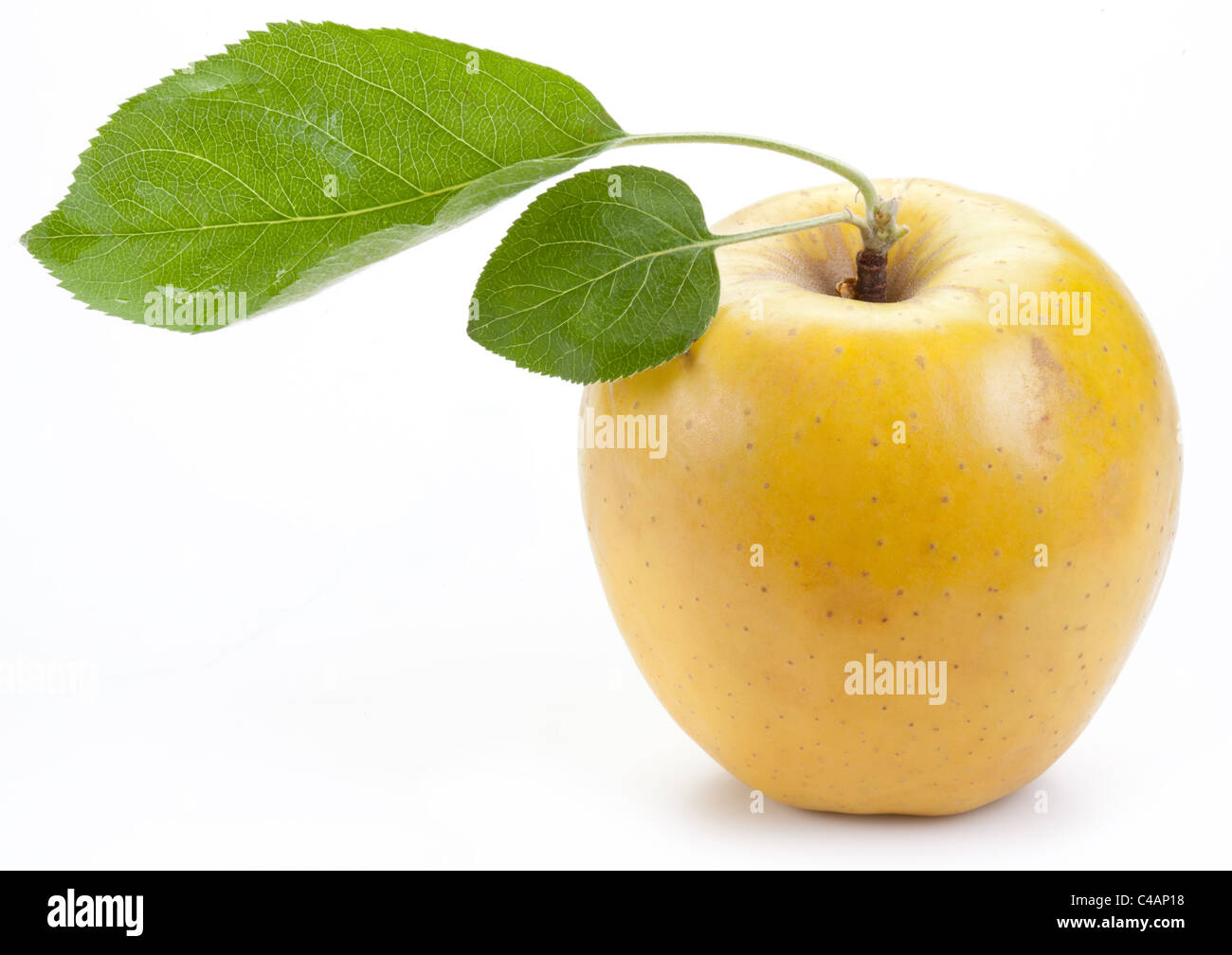 Reifer gelber Apfel mit grünen Blättern. Stockfoto