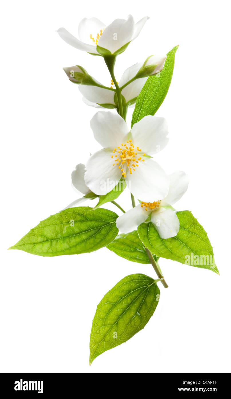 Jasminblüten isoliert auf einem weißen Hintergrund. Stockfoto