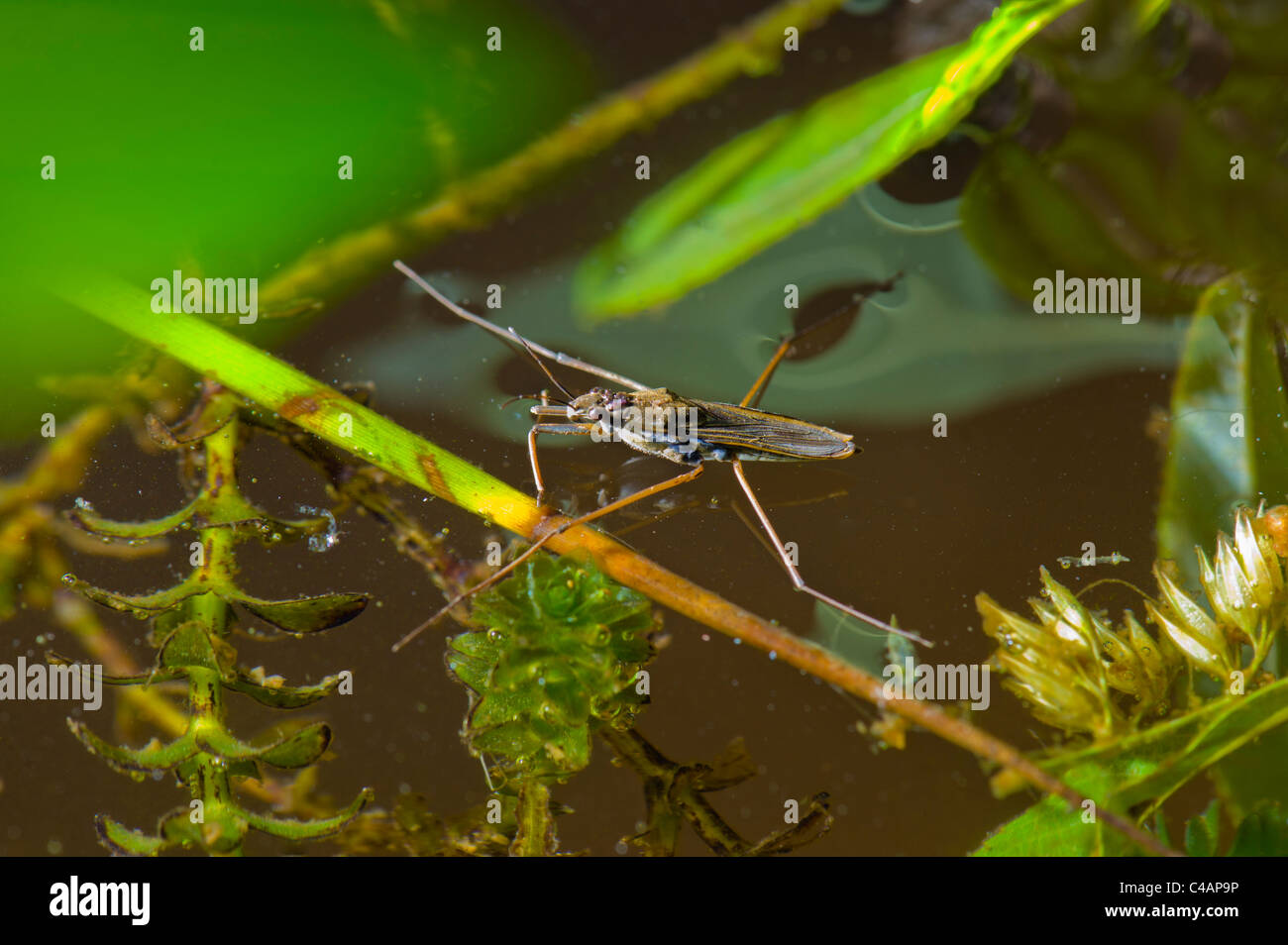 Waterbug Wasser laufenden Fehler Waterrunner Wasser Läufer Insekten stehen auf Wasser Teich Oberfläche Strider Pflanze Pflanzen lange Beine Wanderungen gehen Stockfoto