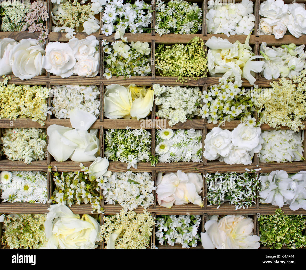 Weißen Blüten collage Stockfoto