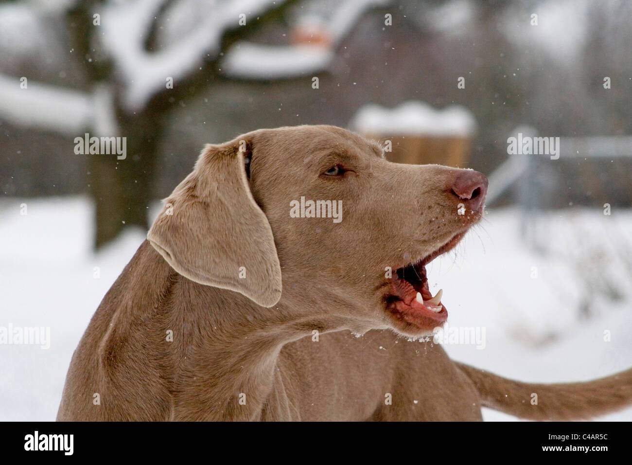 Weimaraner im Schnee Stockfoto