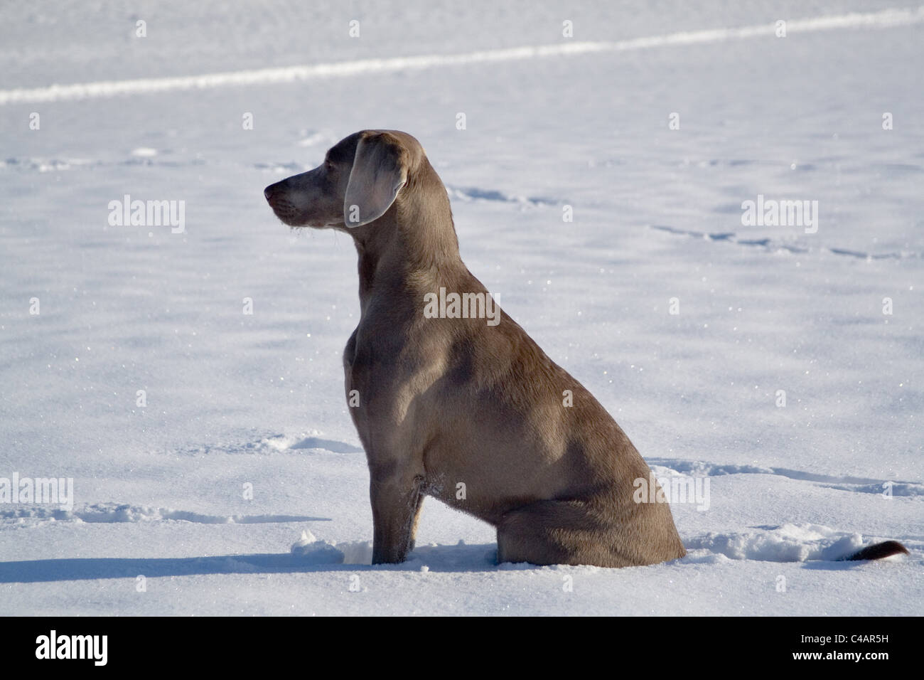 Weimaraner im Schnee Stockfoto
