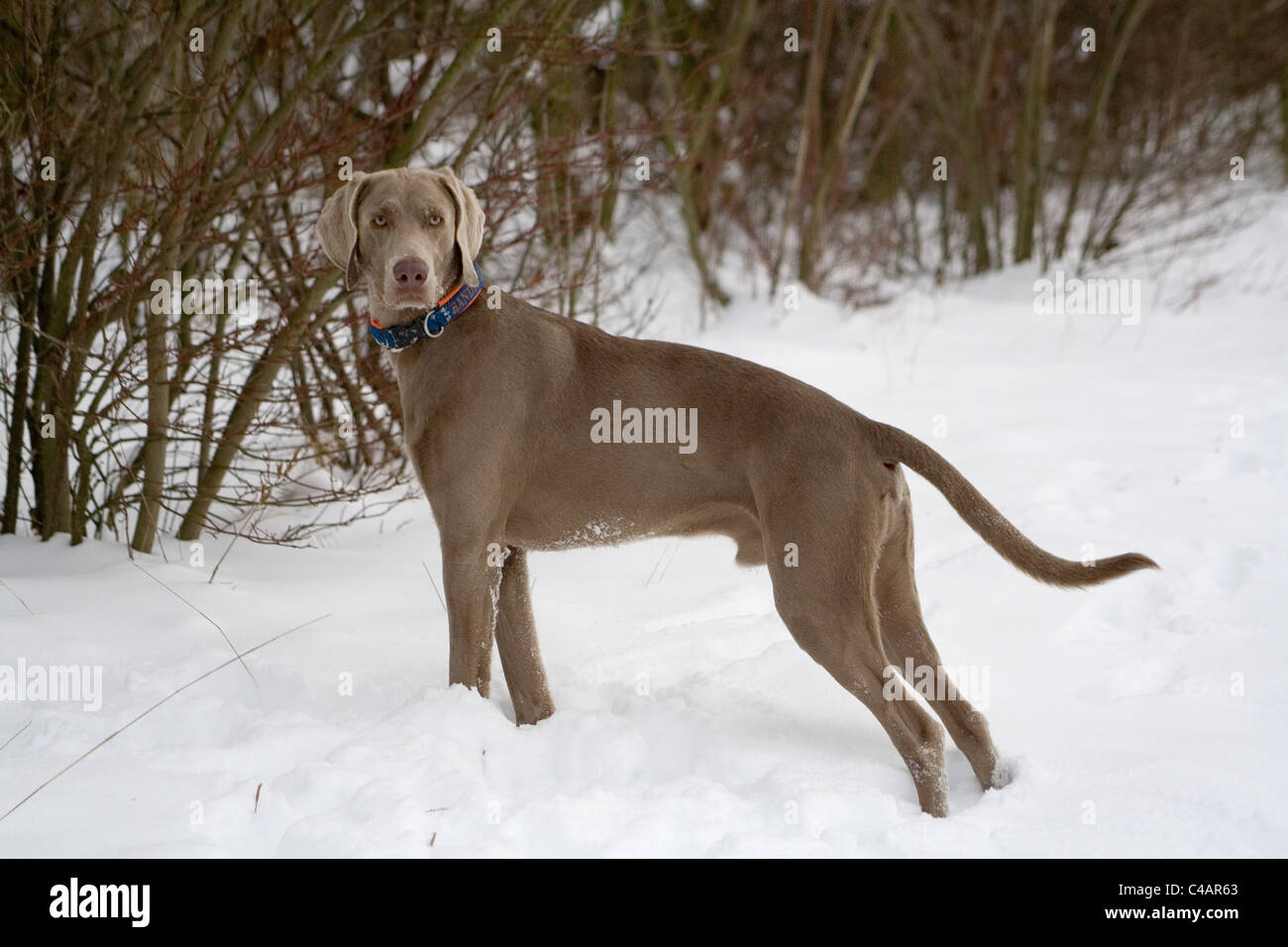 Weimaraner im Schnee Stockfoto