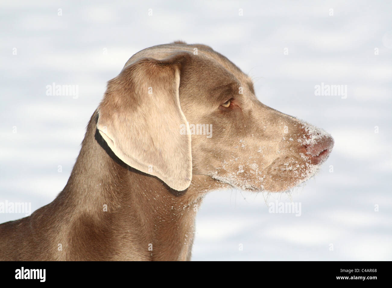 Weimaraner im Schnee Stockfoto