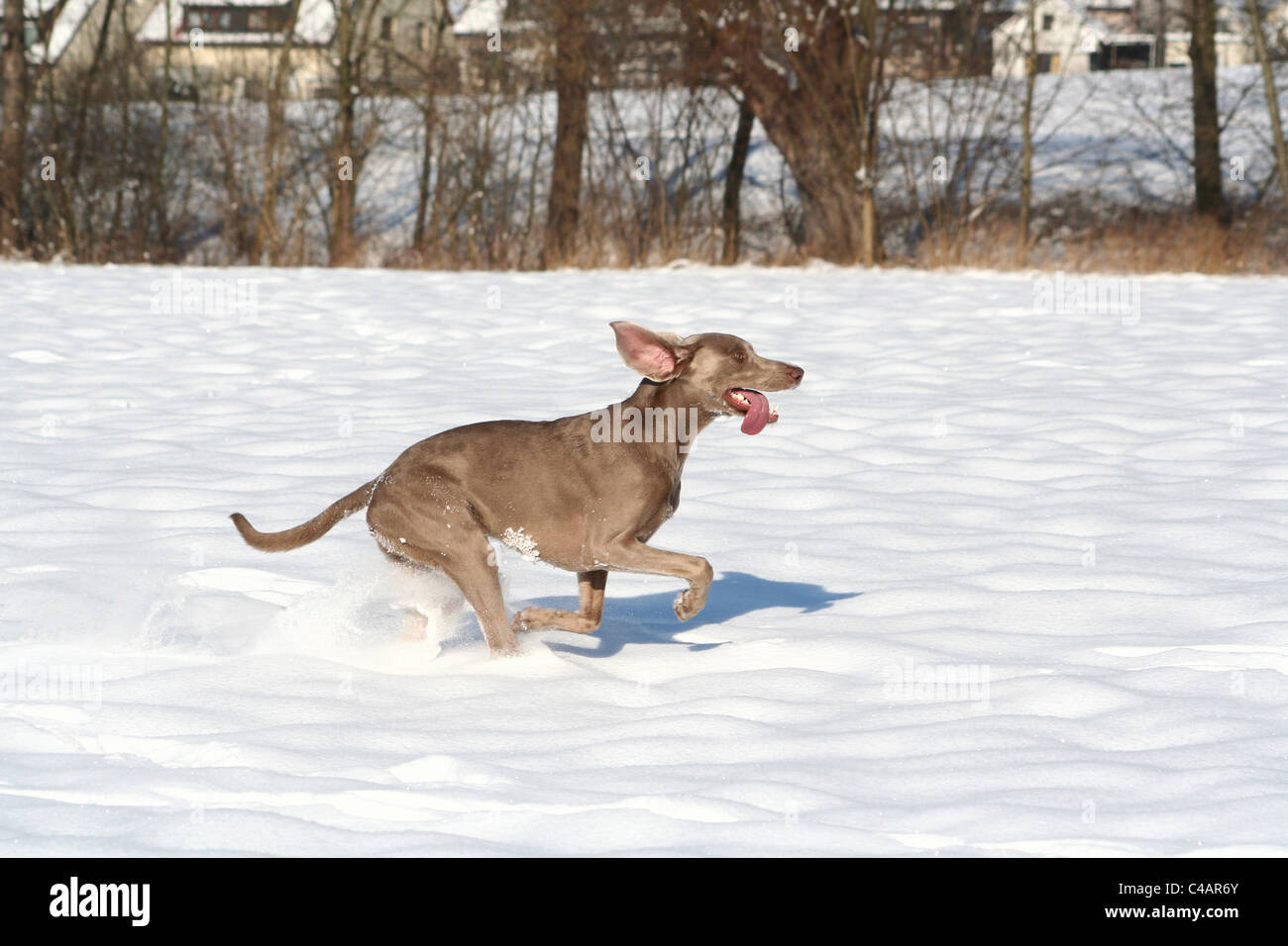 Weimaraner im Schnee Stockfoto