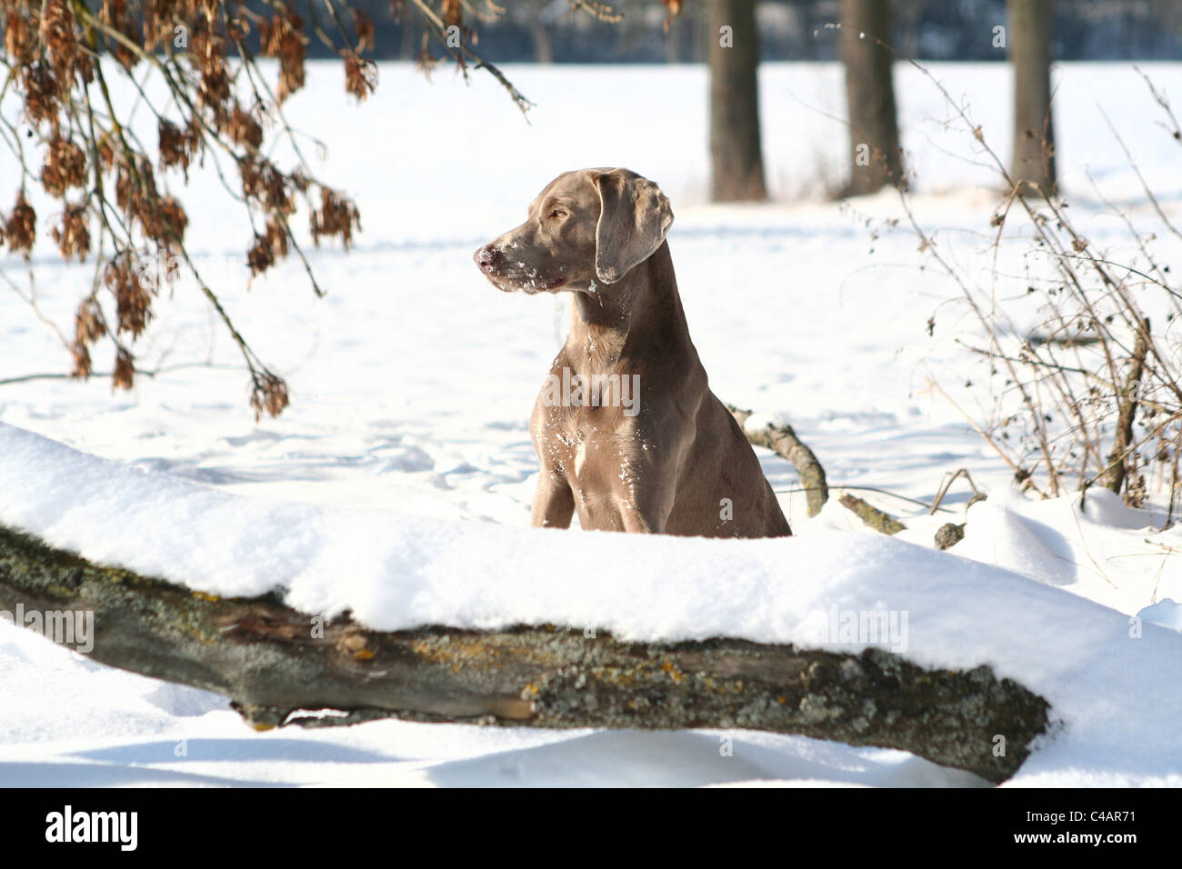 Weimaraner im Schnee Stockfoto