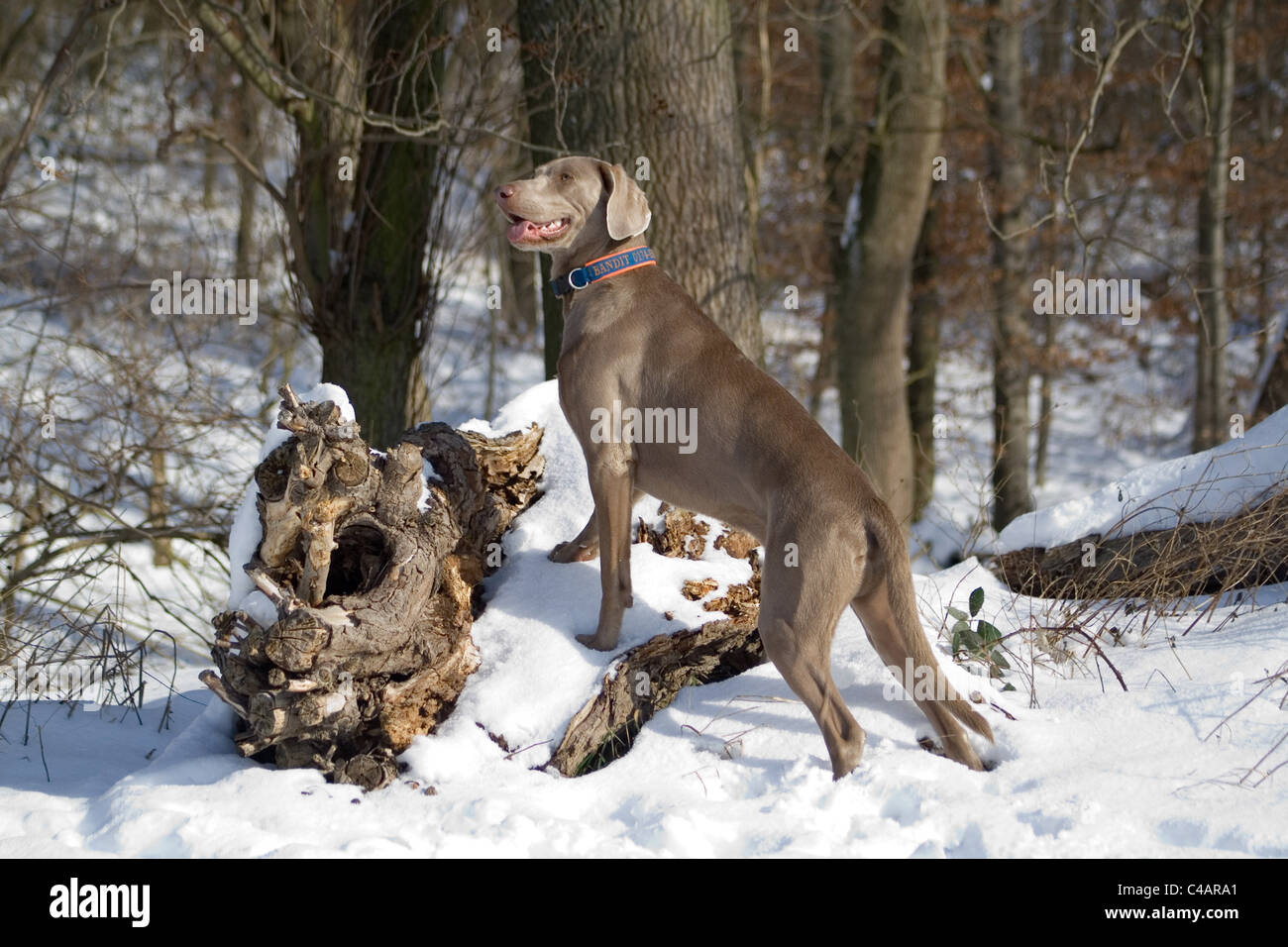 Weimaraner im Schnee Stockfoto
