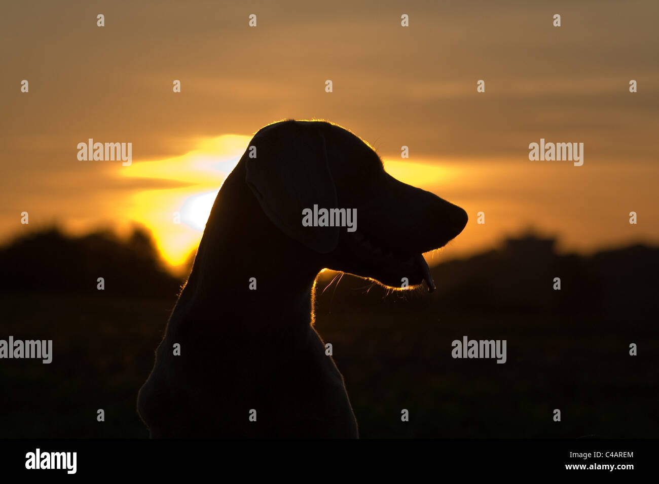 Weimaraner im Sonnenuntergang Stockfoto