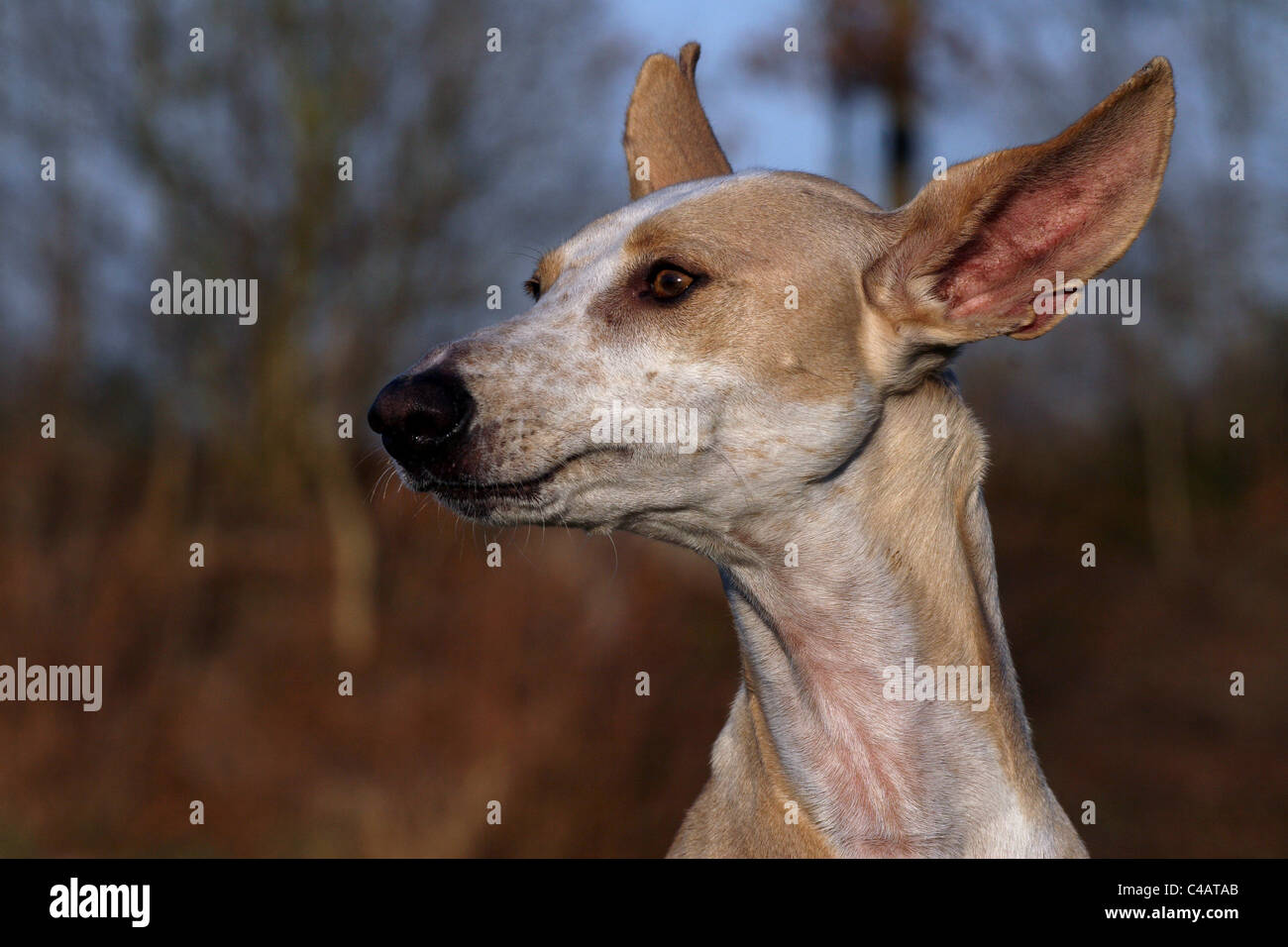 Podenco Canario Portrait Stockfoto