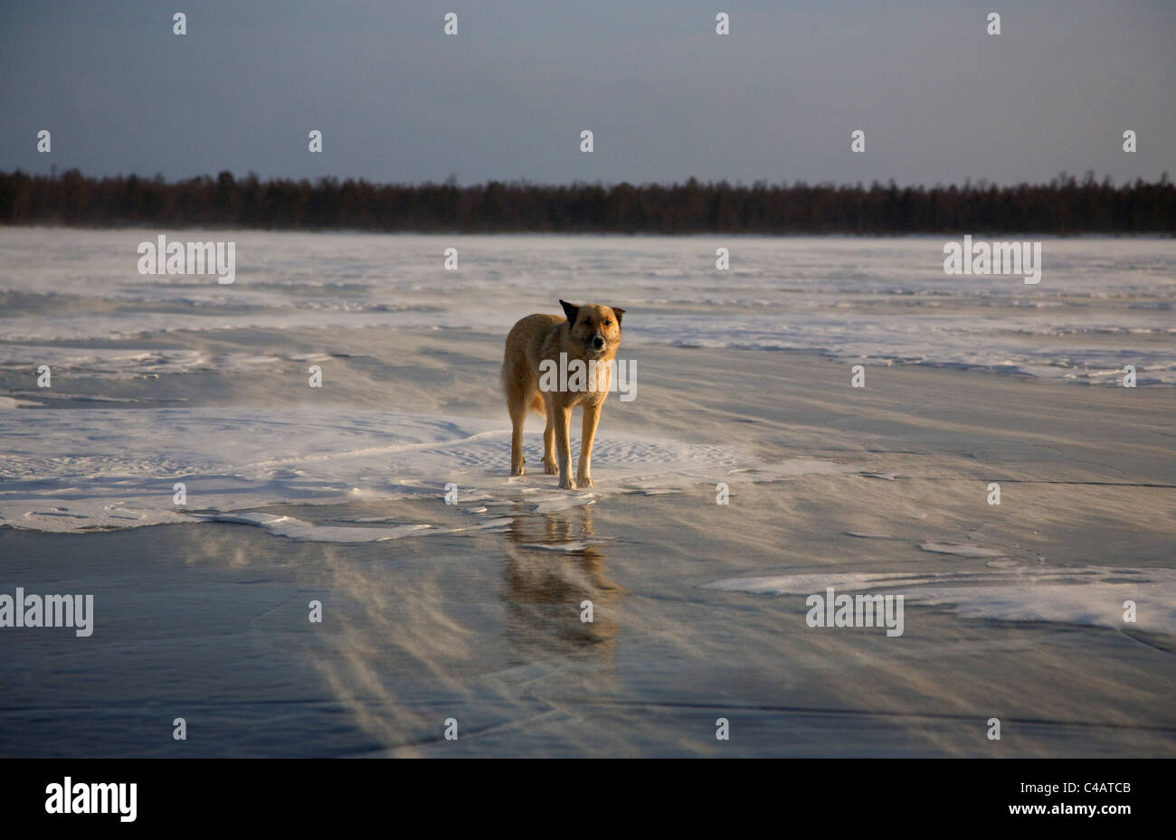 Russland, Sibirien, Baikal; Ein Wolf am zugefrorenen Baikalsee Stockfoto
