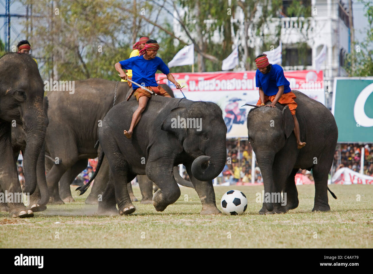 Surin, Thailand Surin. Elefant Fußball während des jährlichen Surin Elephant Roundup Festival. Stockfoto