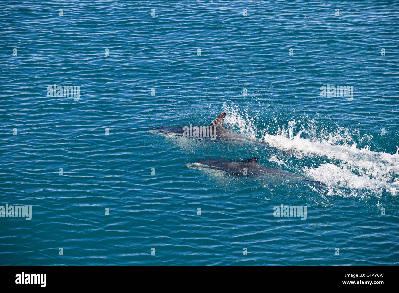 Dusky Delphine schwimmen unter der Wasseroberfläche in Kaikoura, Neuseeland Stockfoto