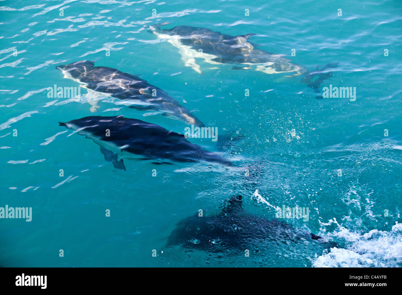 Dusky Delphine schwimmen unter der Wasseroberfläche in Kaikoura, Neuseeland Stockfoto