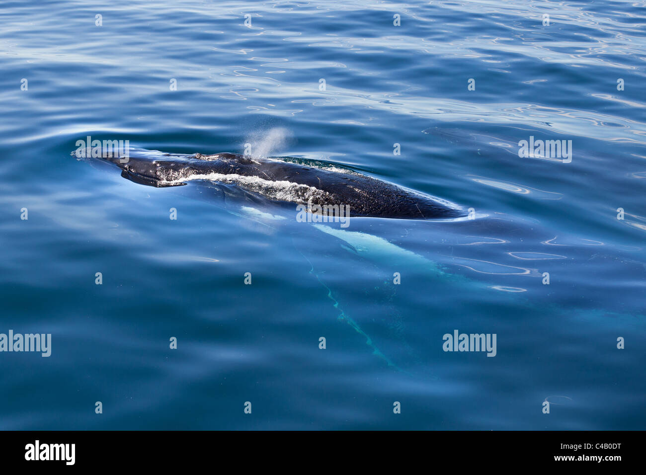 Ein Buckelwal schwimmen nahe an der Oberfläche, Kaikoura, Neuseeland Stockfoto