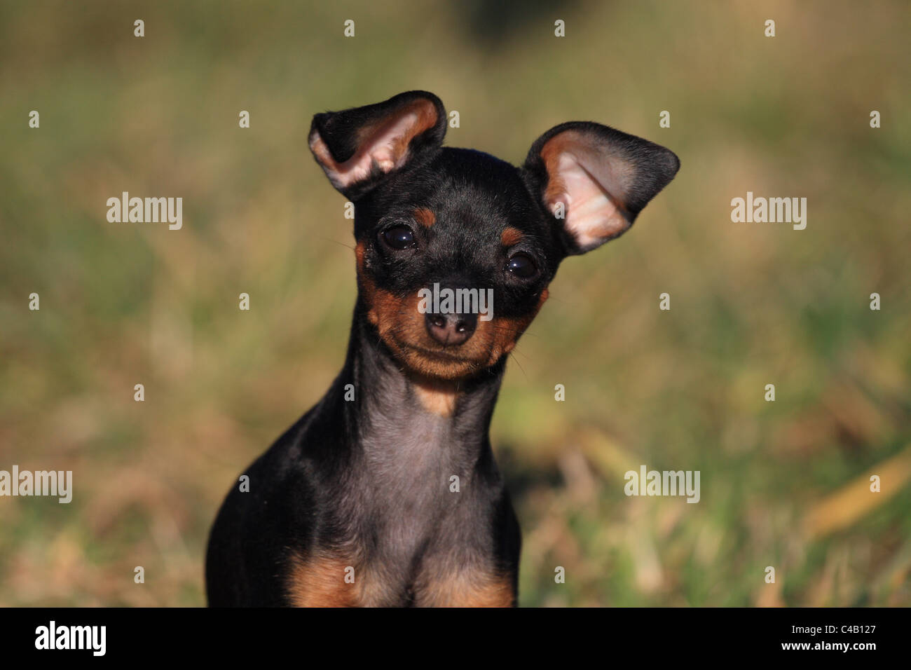 Zwergpinscher Welpen Stockfoto