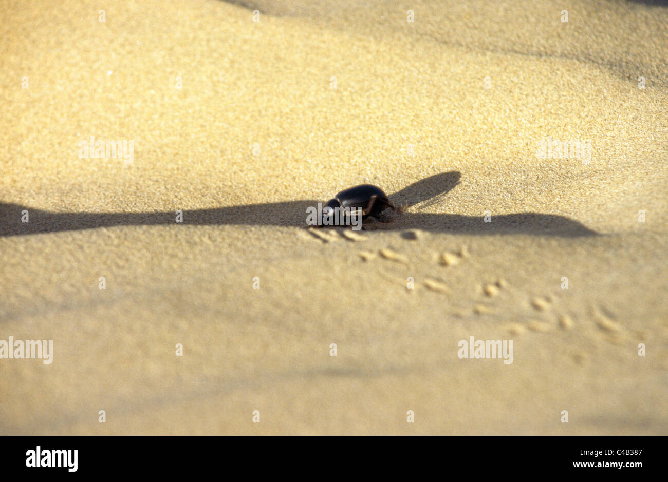 Wüste Thar Wüste Indien Käfer & Tracks pakistanischen Grenze Stockfoto