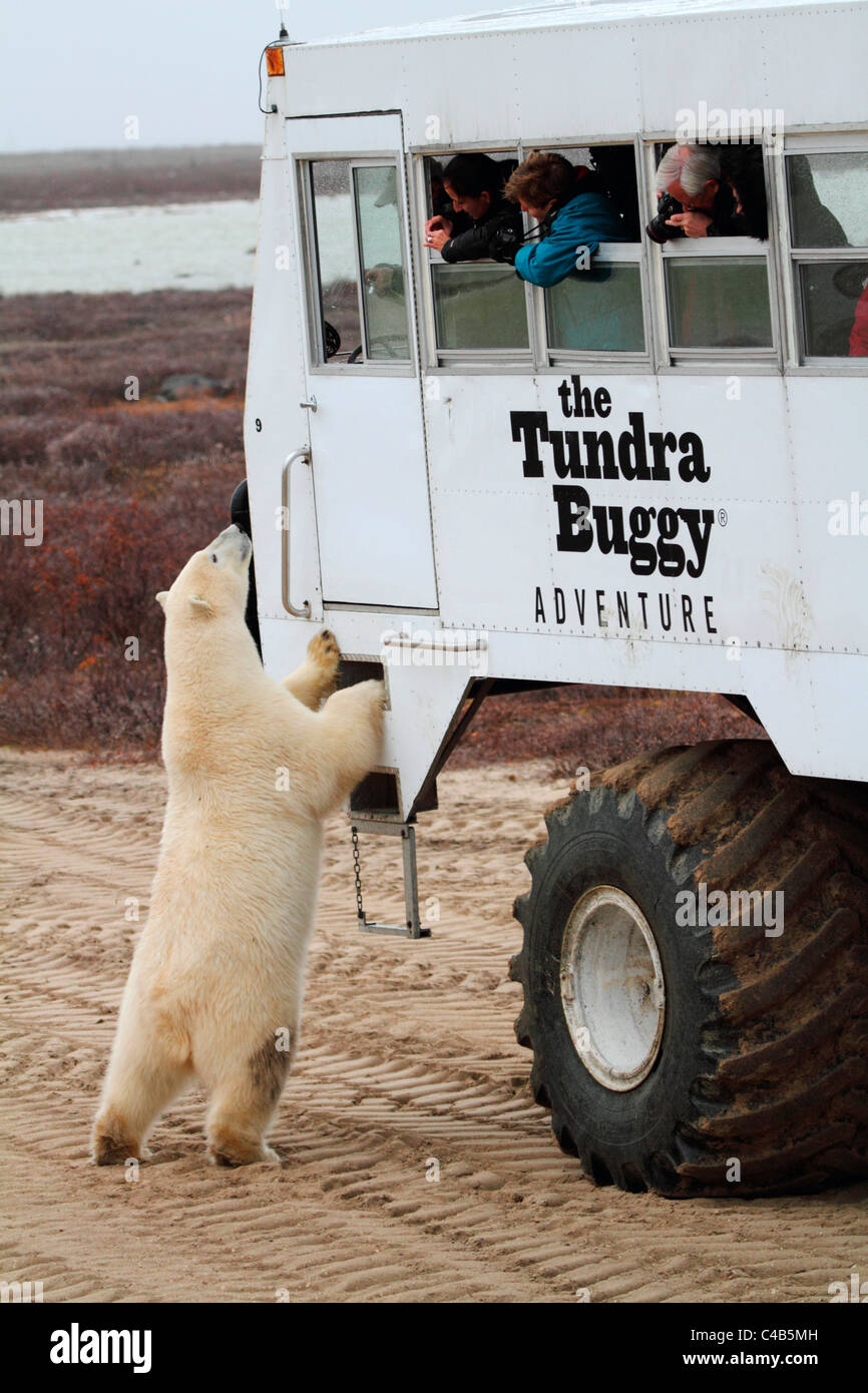 Churchill, Manitoba, Kanada. Ein männlicher Eisbär untersucht einen Tundra-Buggy (fotografiert im Oktober). Stockfoto