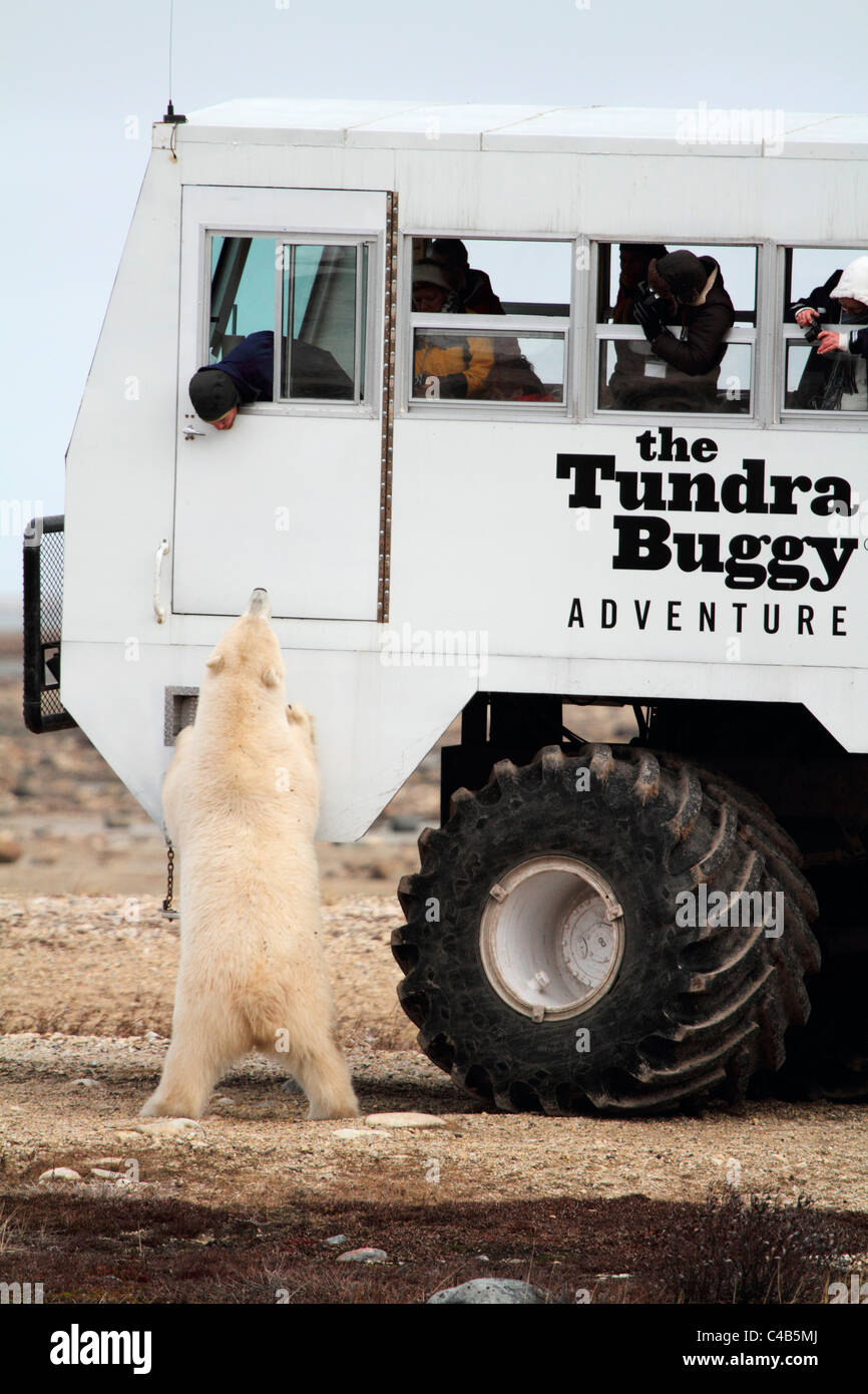 Churchill, Manitoba, Kanada. Ein männlicher Eisbär untersucht einen Tundra-Buggy (fotografiert im Oktober). Stockfoto