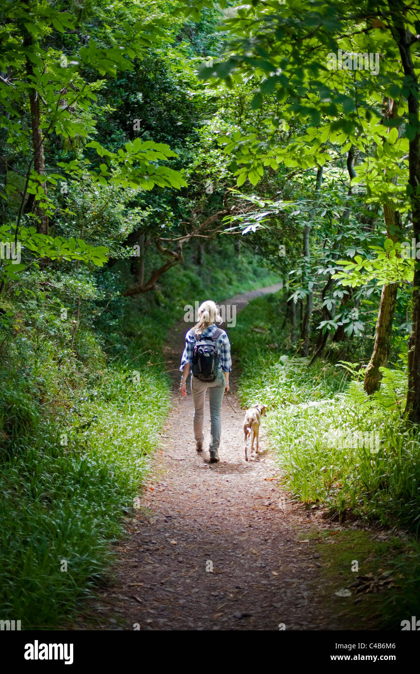 UK, Dorset. Eine Frau geht ihren Hund durch den gefleckten Schatten eines Waldes in Dorset. MR. Stockfoto