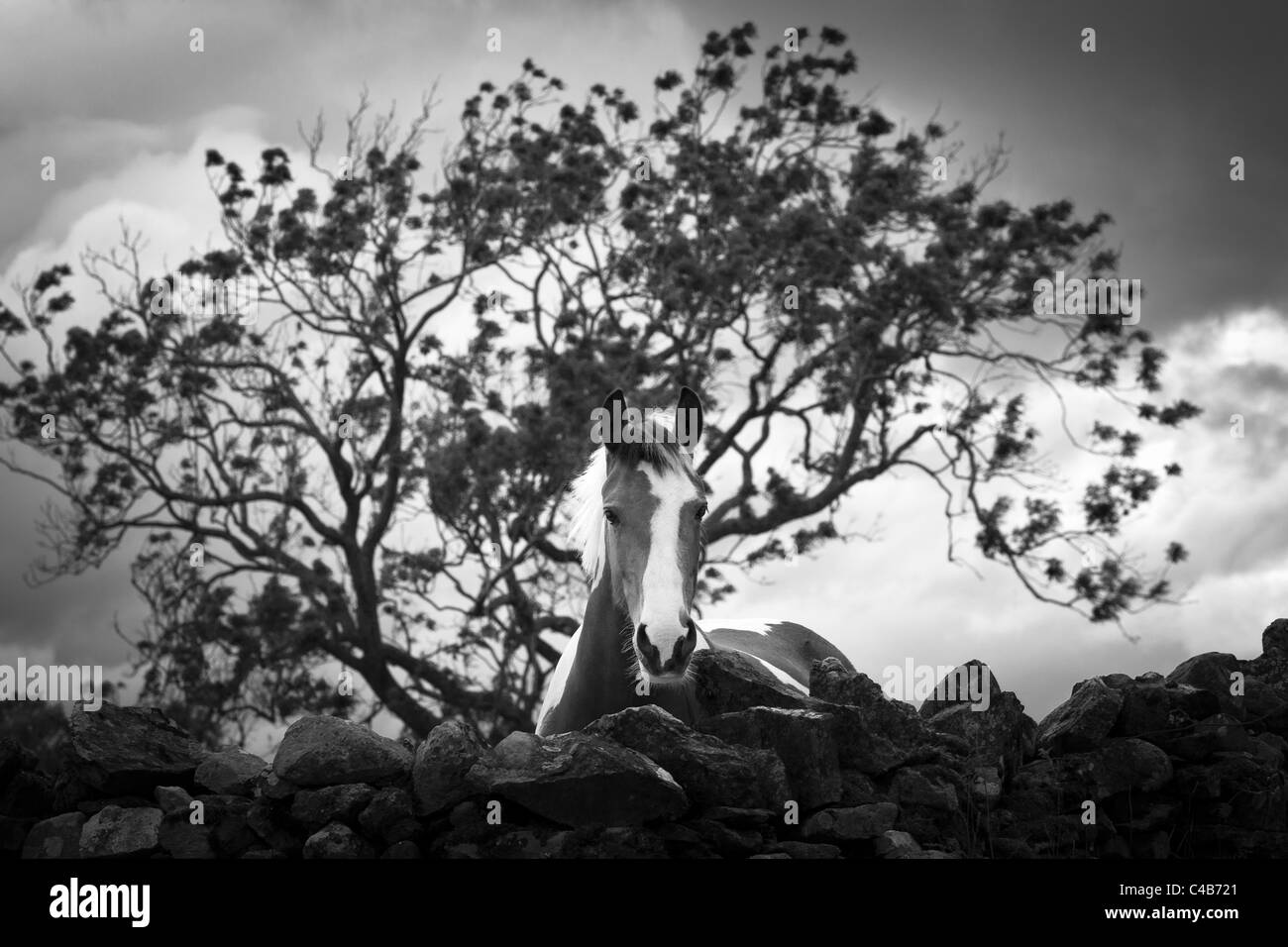 Eine monochrome Aufnahme eines Skewbal Pferdes, beugte sich über eine Trockensteinmauer zeigt nur den Kopf und Hals mit einem Baum im Hintergrund Stockfoto