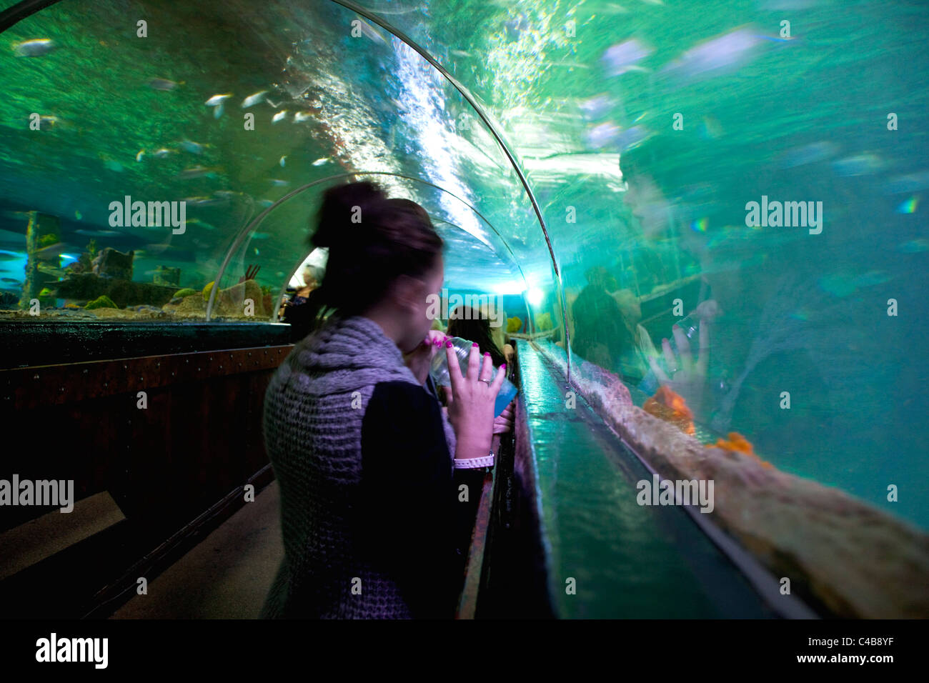 England, East Sussex, Brighton, Innere der unterirdischen Aquarium Sea Life Centre am Meer, gebogenen gläsernen Tunnel. Stockfoto
