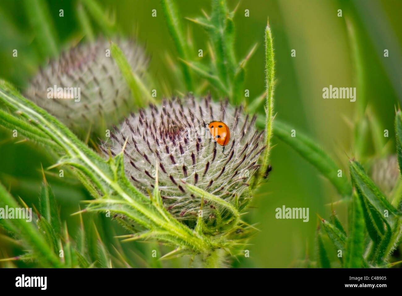 Ein Marienkäfer hat niedergelassen, ruhen auf einer Distel. Stockfoto