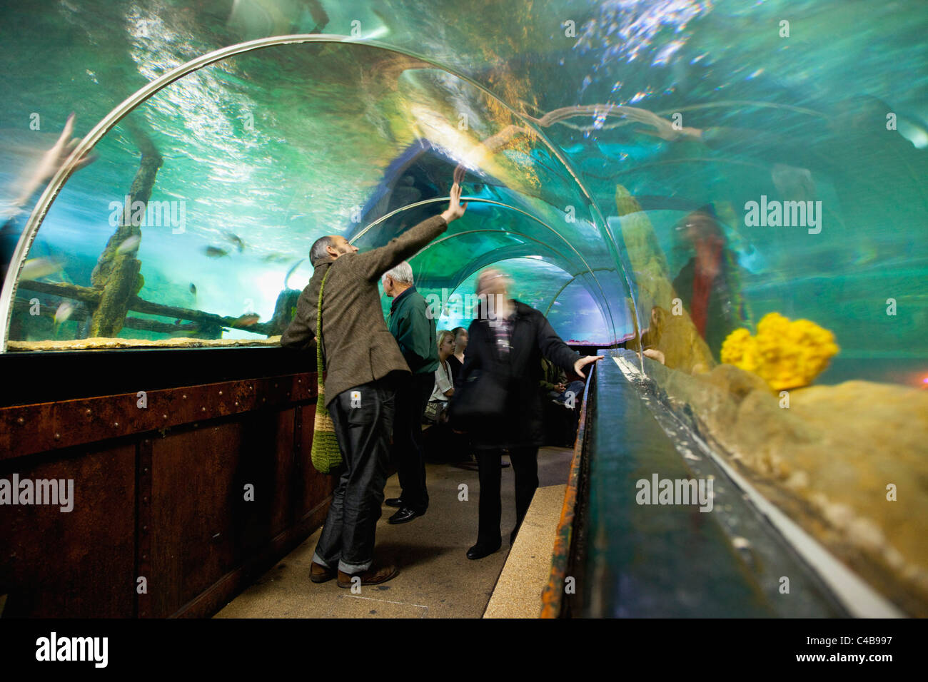 England, East Sussex, Brighton, Innere der unterirdischen Aquarium Sea Life Centre am Meer, gebogenen gläsernen Tunnel. Stockfoto