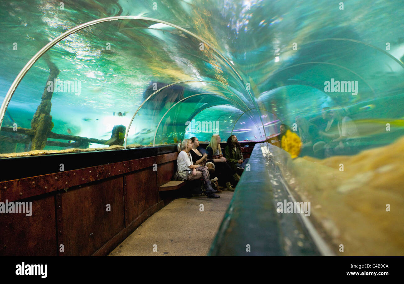 England, East Sussex, Brighton, Innere der unterirdischen Aquarium Sea Life Centre am Meer, gebogenen gläsernen Tunnel. Stockfoto