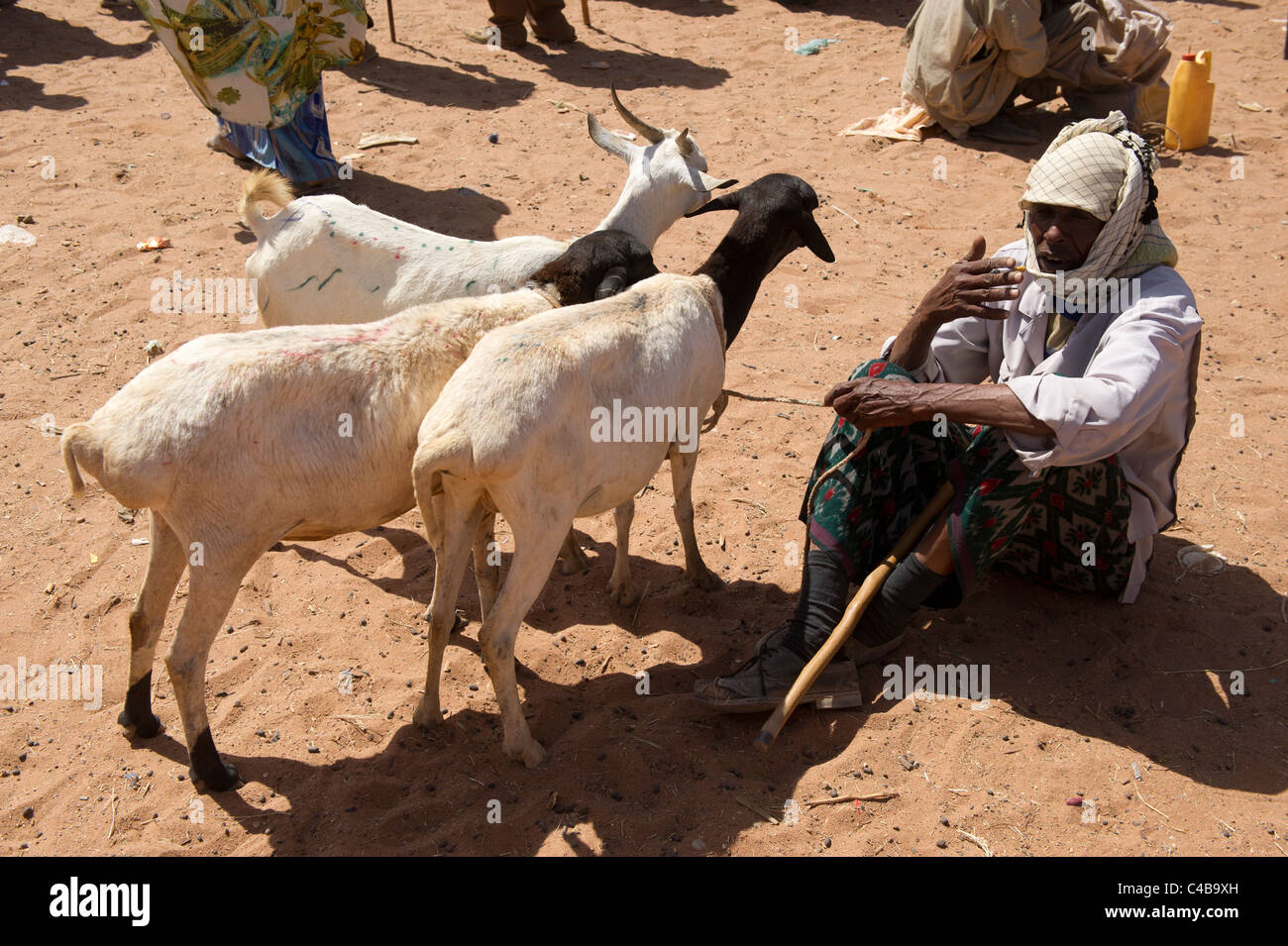 Ziegen zum Verkauf an das Vieh zu vermarkten, Barao, Somaliland, Somalia Stockfoto