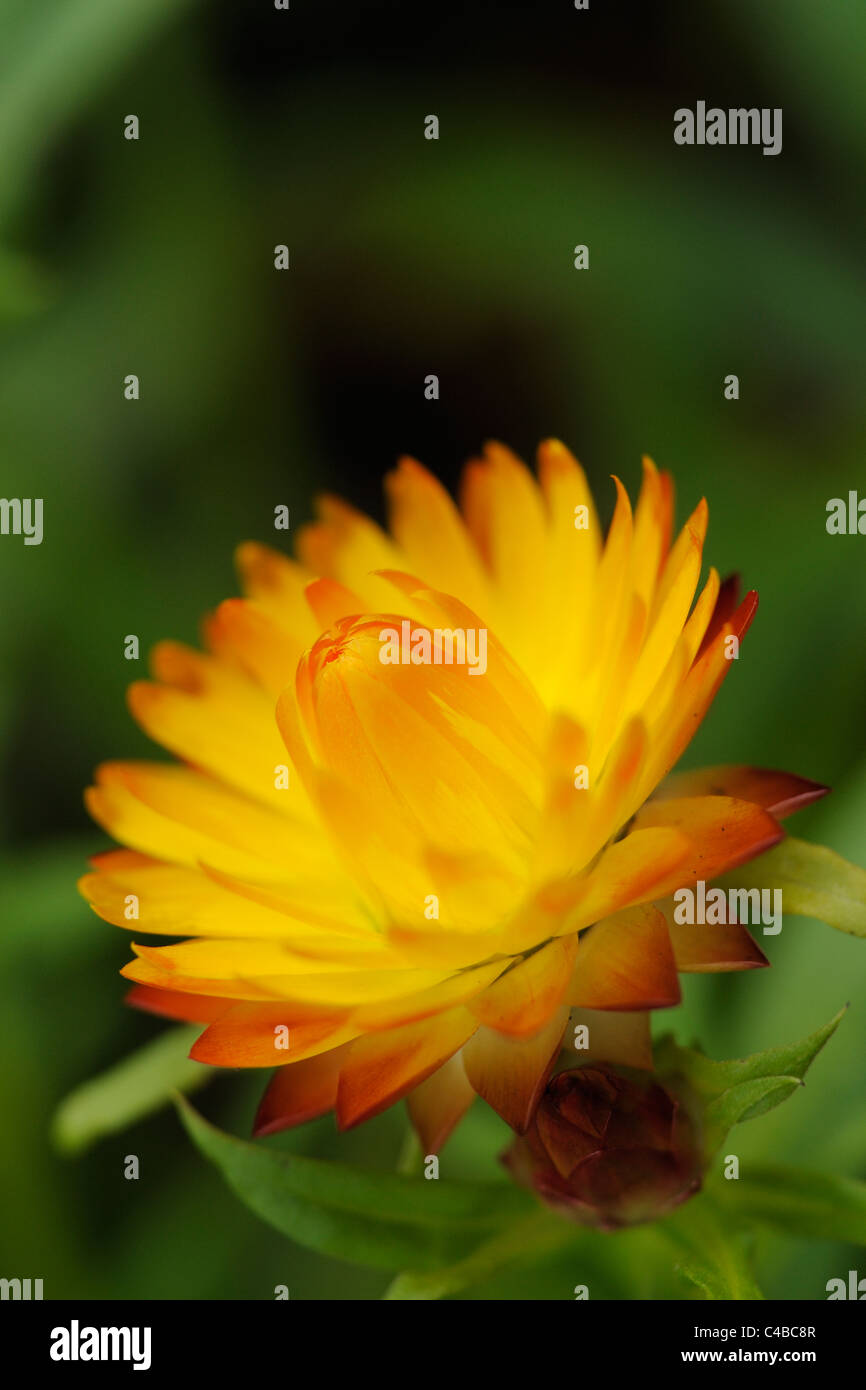 Nahaufnahme von Helichrysum Orangenblütenwasser Stockfoto