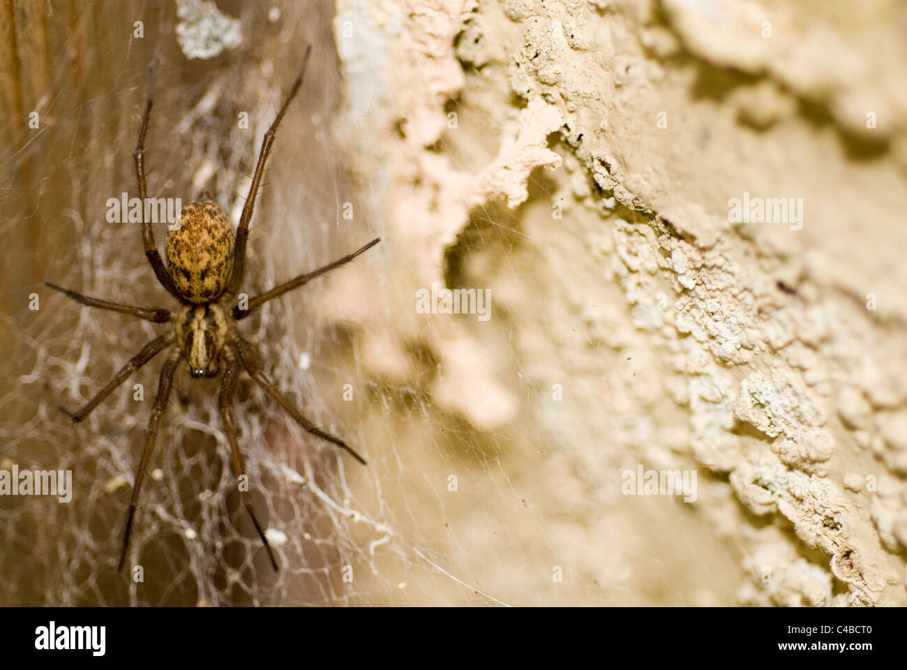 Gemeinsamen Haus Spinne, Tegenaria Gigantea/Domestica im web Stockfoto