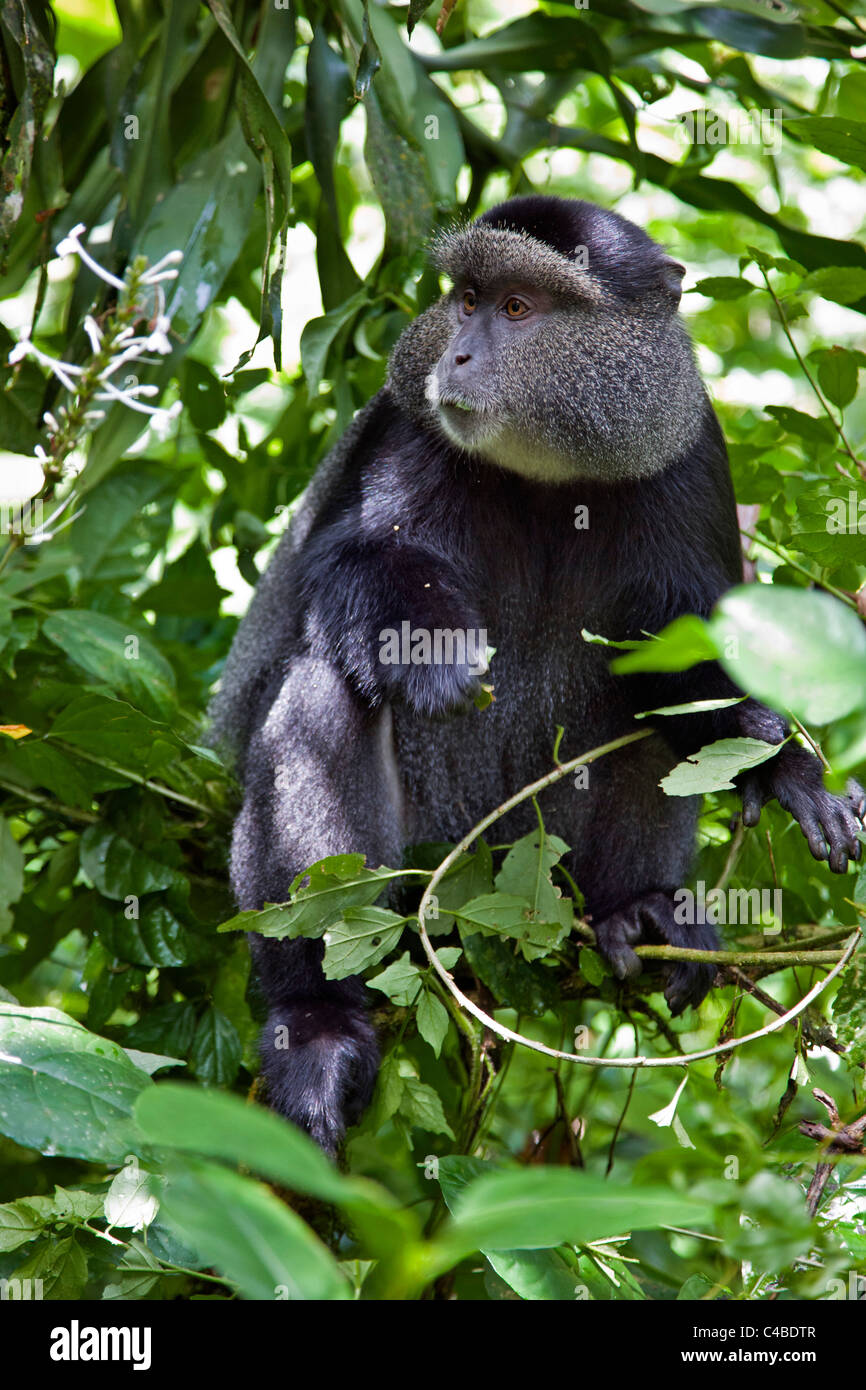 Ein blauer Affe in Kakamega Forest. Stockfoto