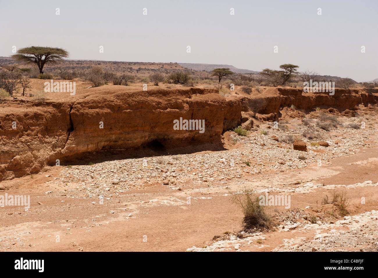Wüstenszene in Sanaag Region, Somaliland, Somalia Stockfoto