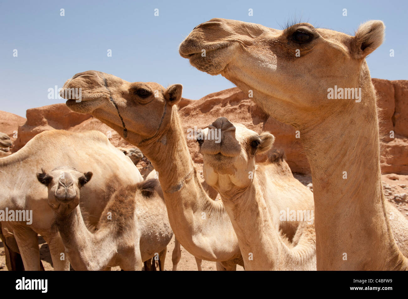 Kamele in der Wüste in Sanaag Region, Somaliland, Somalia Stockfoto