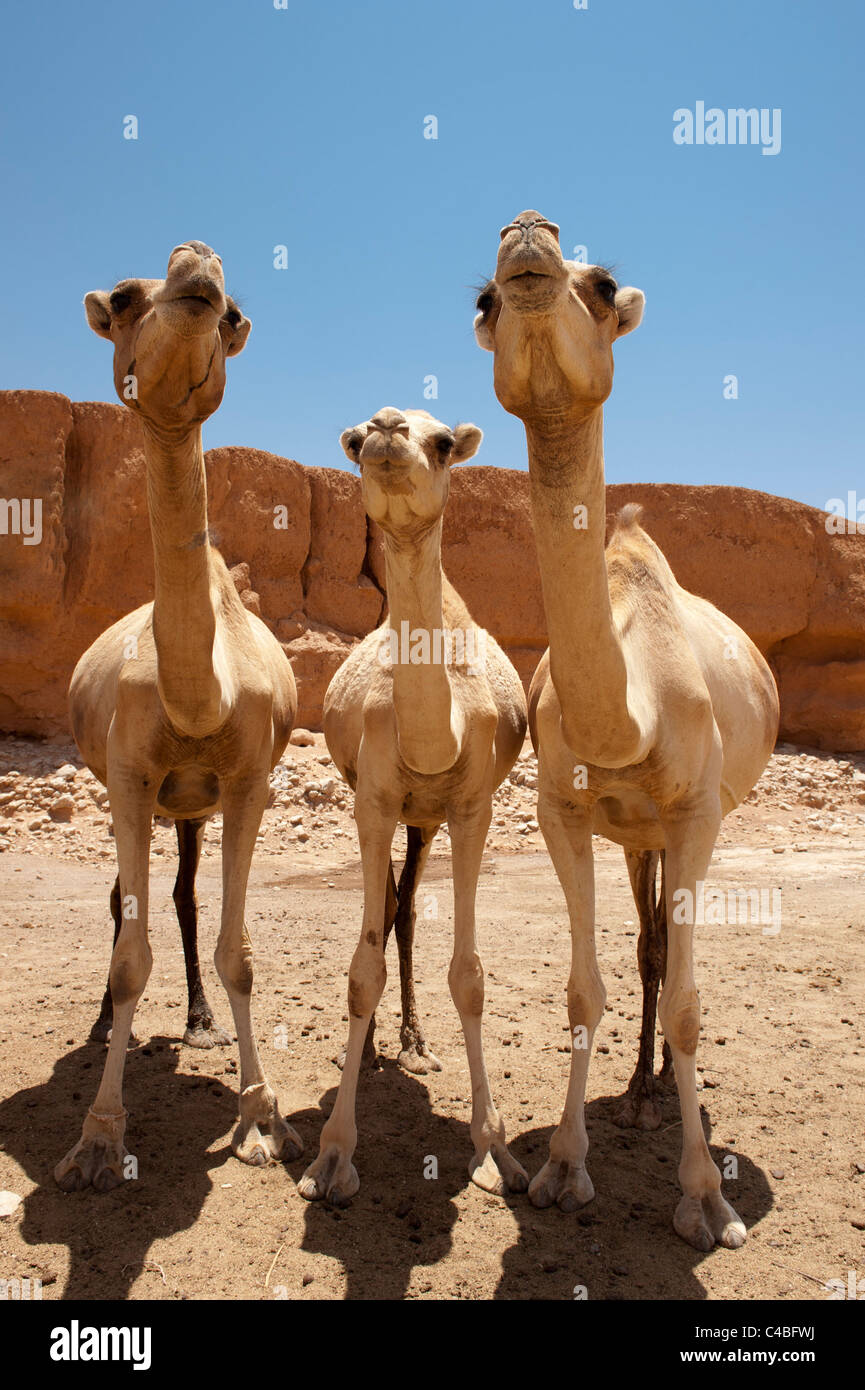 Kamele in der Wüste in Sanaag Region, Somaliland, Somalia Stockfoto