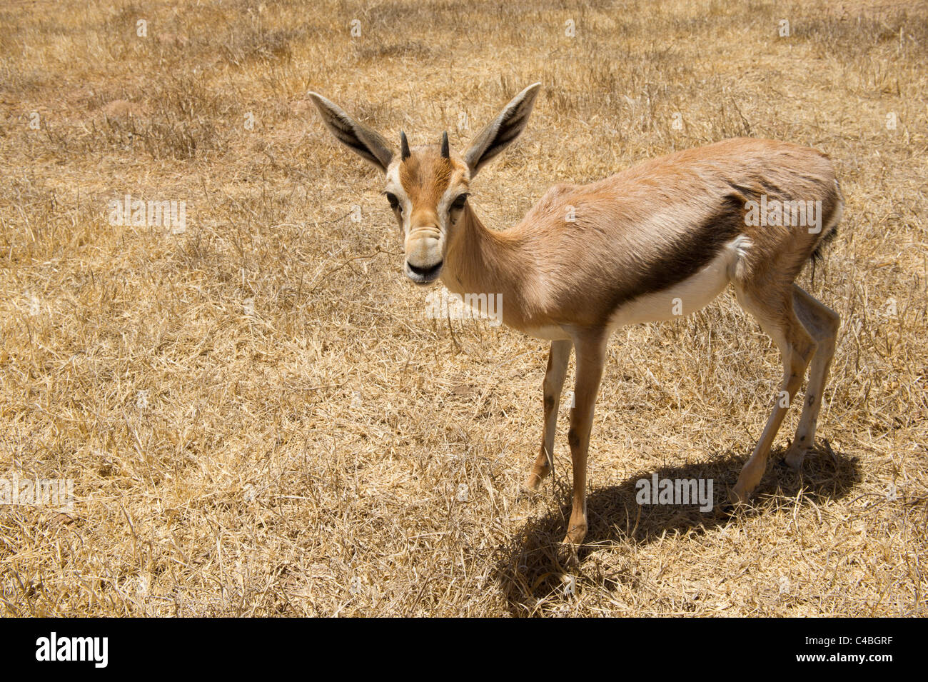 Speke Gazelle (Gazella Spekei), Somaliland, Somalia Stockfoto