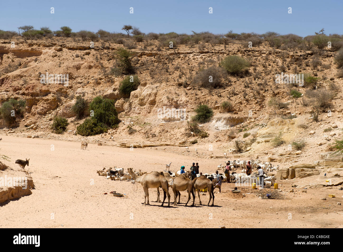 Menschen mit Tieren, die auf der Suche nach Wasser in einem trockenen Flussbett, Somaliland, Somalia Stockfoto