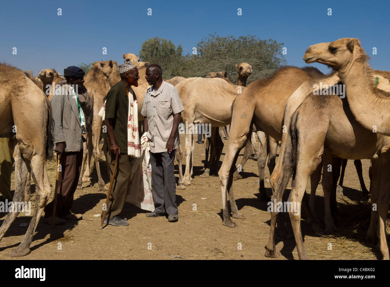 Kamel und Ziege Markt, Hargeisa, Somaliland, Somalia Stockfoto