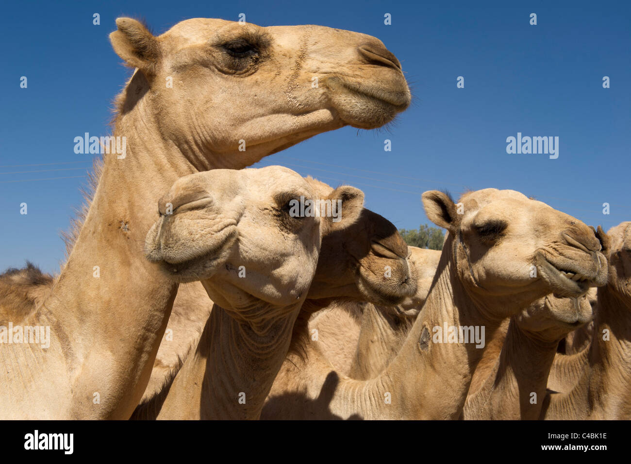 Kamele für den Verkauf auf dem Kamel und Ziege zu vermarkten, Hargeisa, Somaliland, Somalia Stockfoto