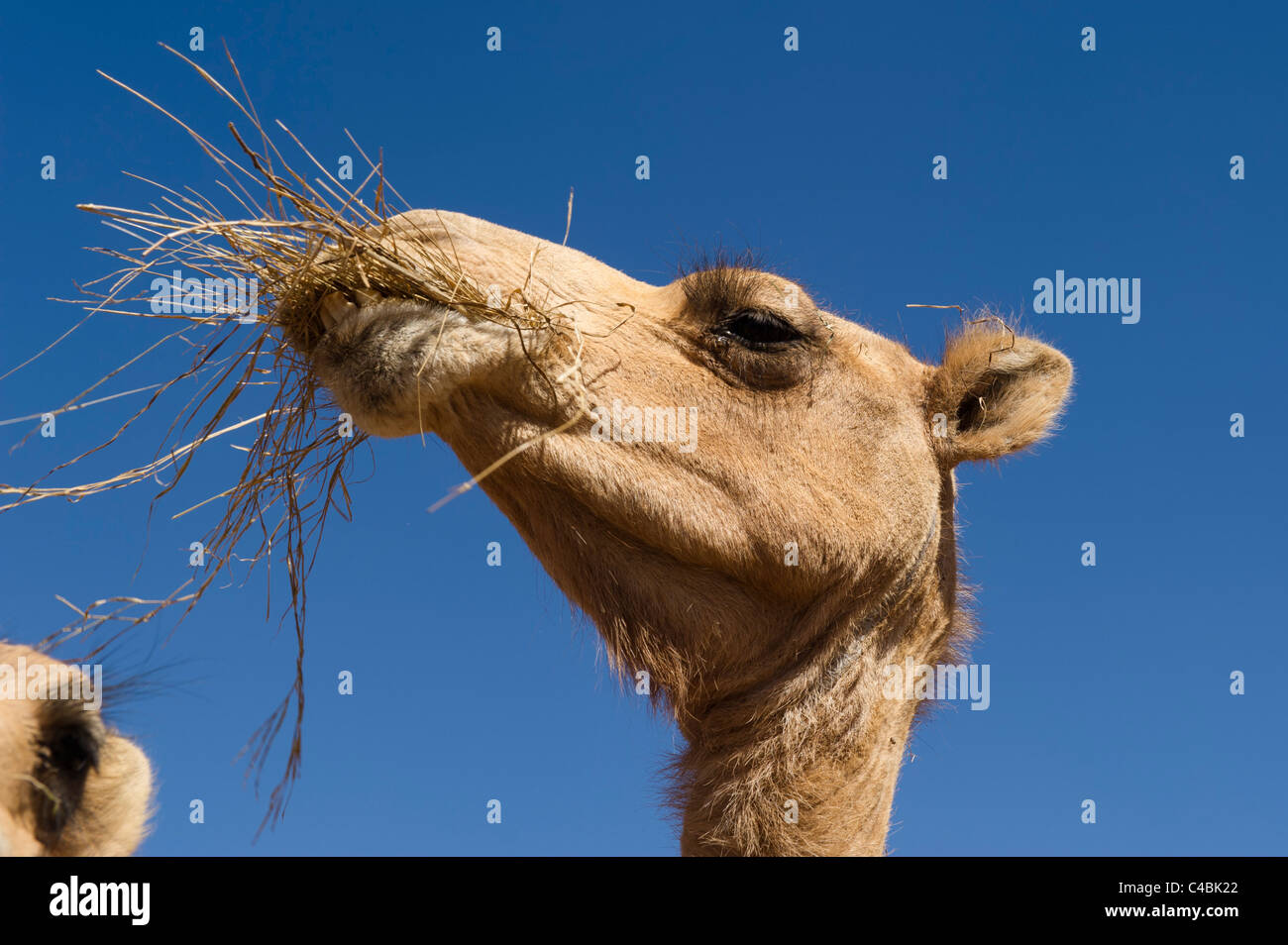 Kamel, Kamel und Ziege zu vermarkten, Hargeisa, Somaliland, Somalia Stockfoto
