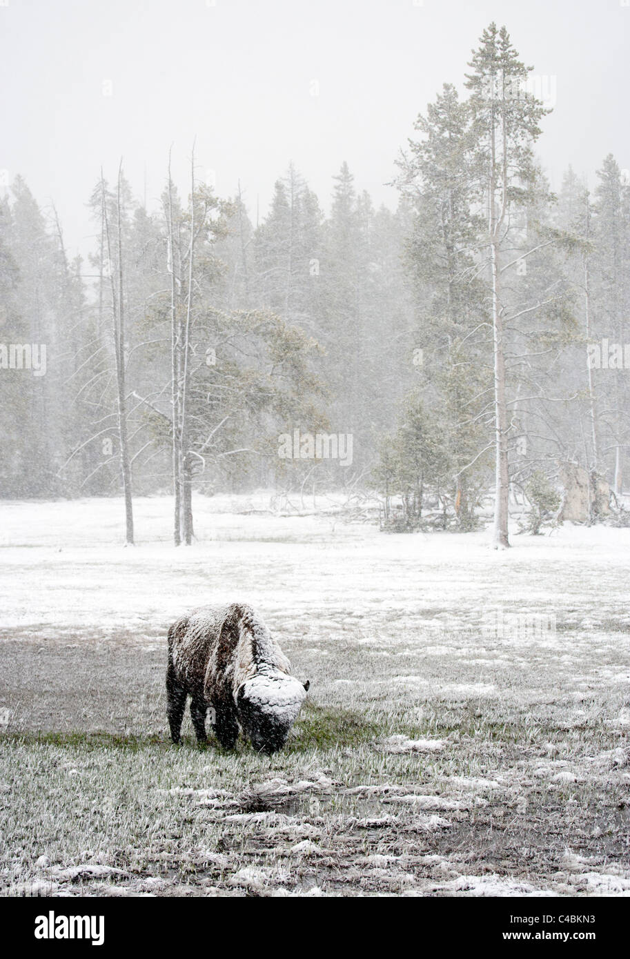 Bison in einem Schneesturm Stockfoto