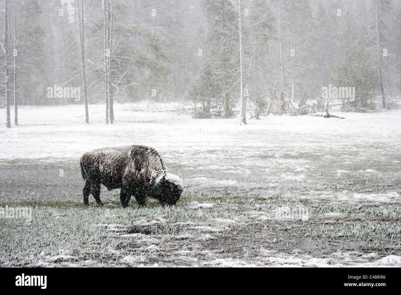 Bison in einem Schneesturm Stockfoto