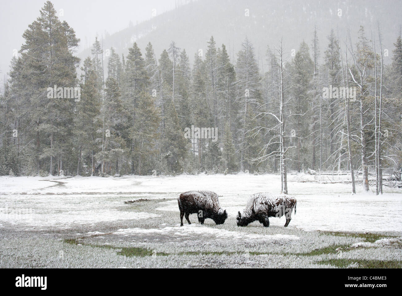 Zwei Bisons grasen in einem Schneesturm Stockfoto