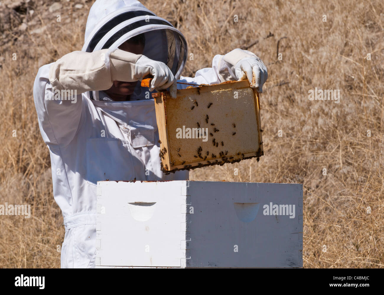 Ein Hobby-Imker in Stevensville, Montana beginnt sich zu öffnen die Langstroth Rahmen, um Honig in Spätlese fallen. Stockfoto