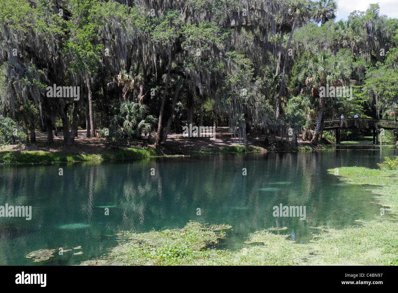Florida Volusia County, Orange City, Blue Spring State Park, Spanisches Moos, Besucher reisen Reise touristischer Tourismus Wahrzeichen Kultur Cultu Stockfoto