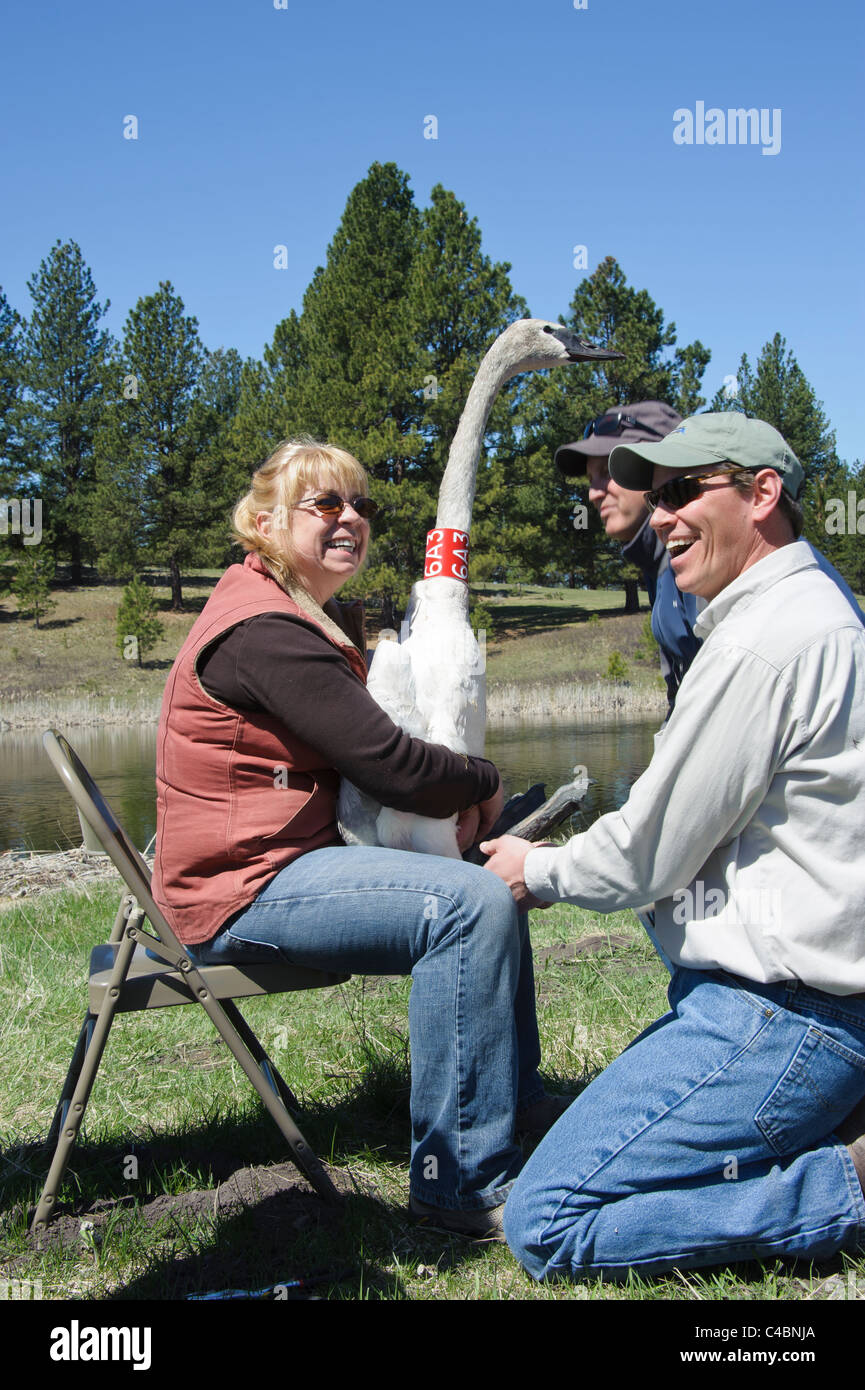 Weibliche freiwillige Beteiligung Trompeter Schwan vor Veröffentlichung in Montana.  Dieser Schwan ist Bestandteil der Trompeter Schwan Restoration Project. Stockfoto