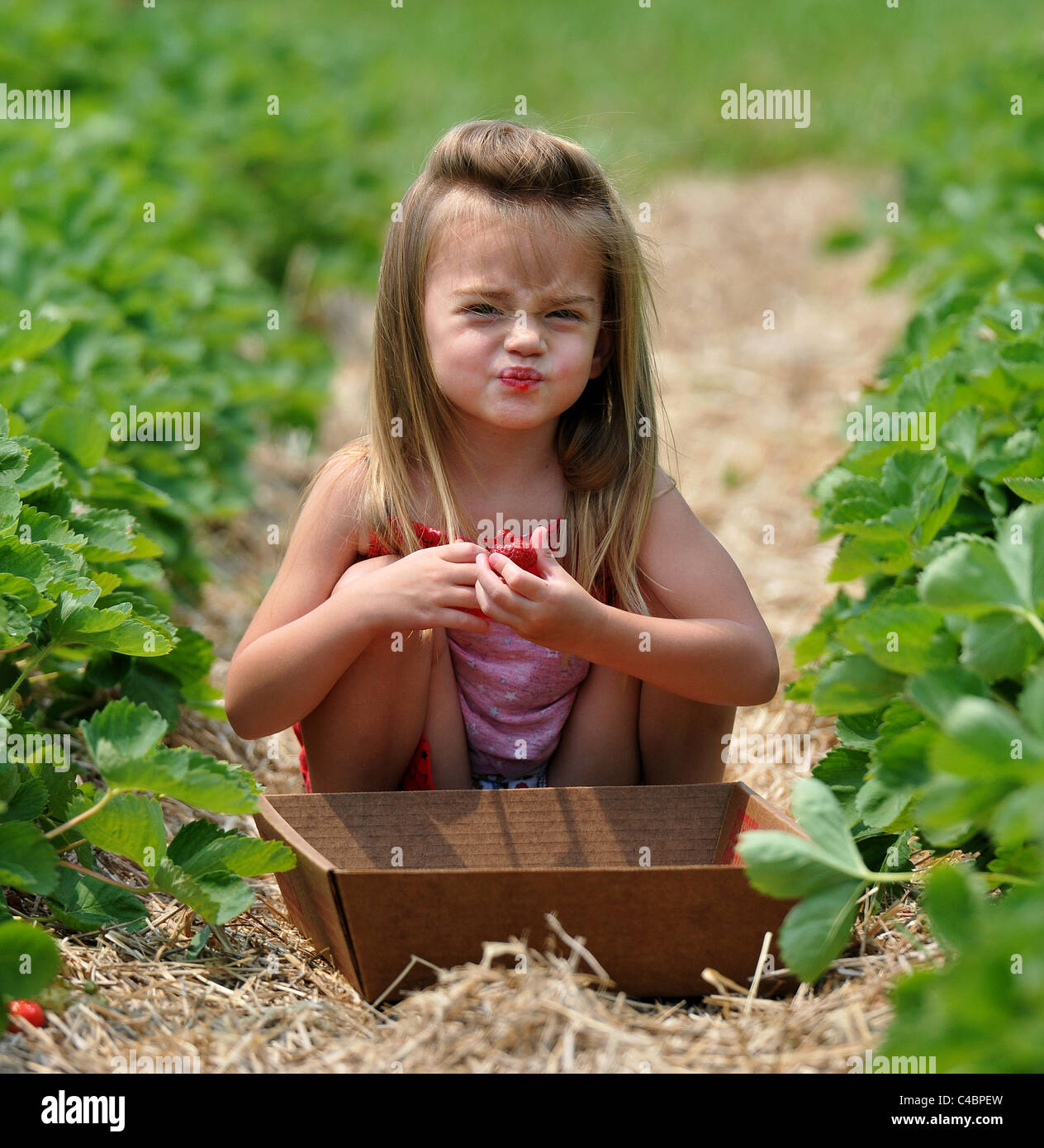 Ein kleines Mädchen macht ein lustiges Gesicht, wie sie eine Beere während einer Erdbeeren pflücken auf einem Bauernhof in CT USA isst Stockfoto