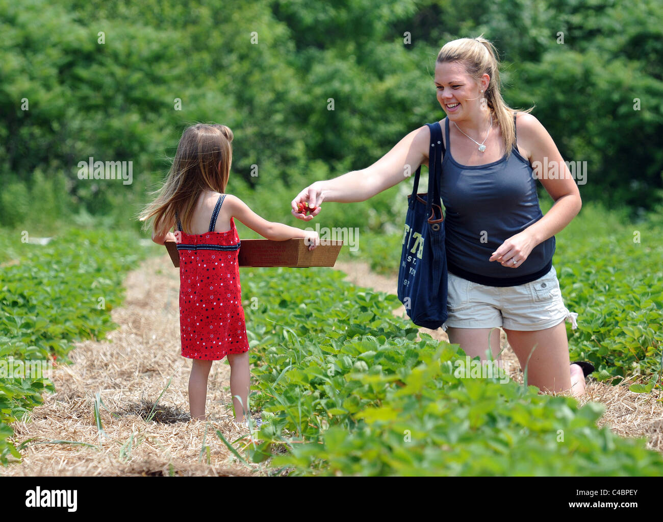 Eine Mutter und Tochter holen Erdbeeren an einem Pick deine eigene Farm in Guilford, CT, USA Stockfoto